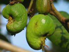 بادام هندی وحشی